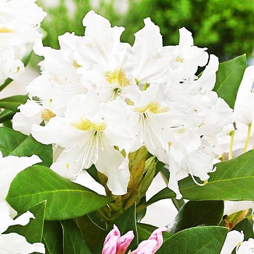 Рододендрон Florium Cunningham's White (7611)