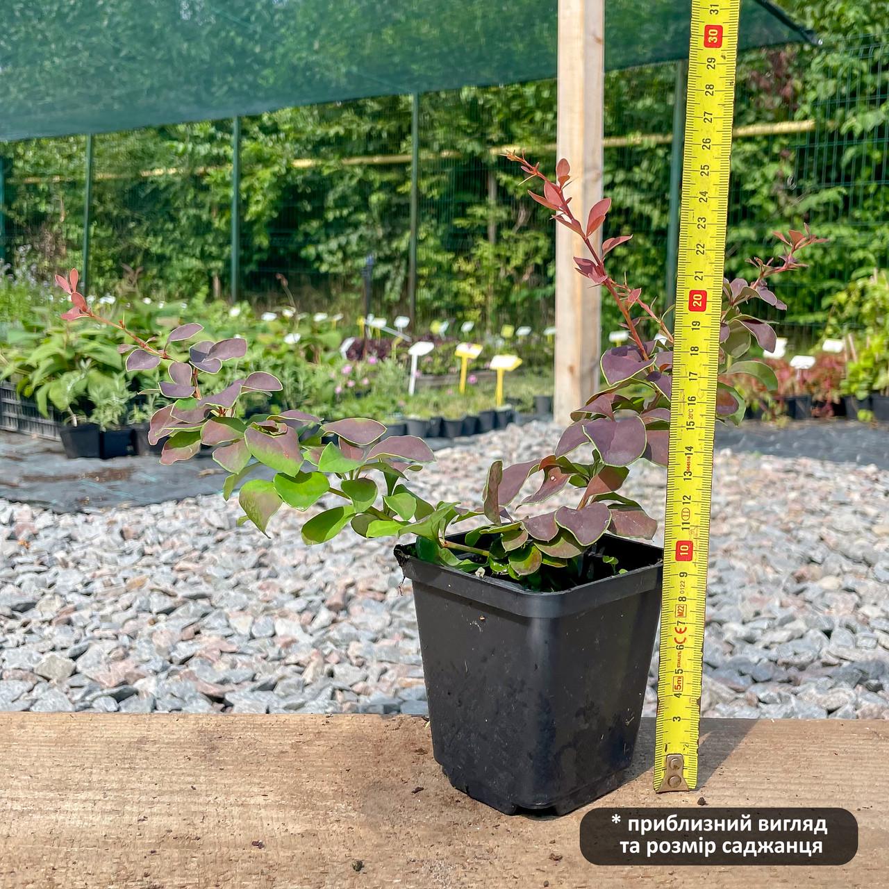 Саженец барбариса Тунберга Golden Ring Р9 (855942952) - фото 3