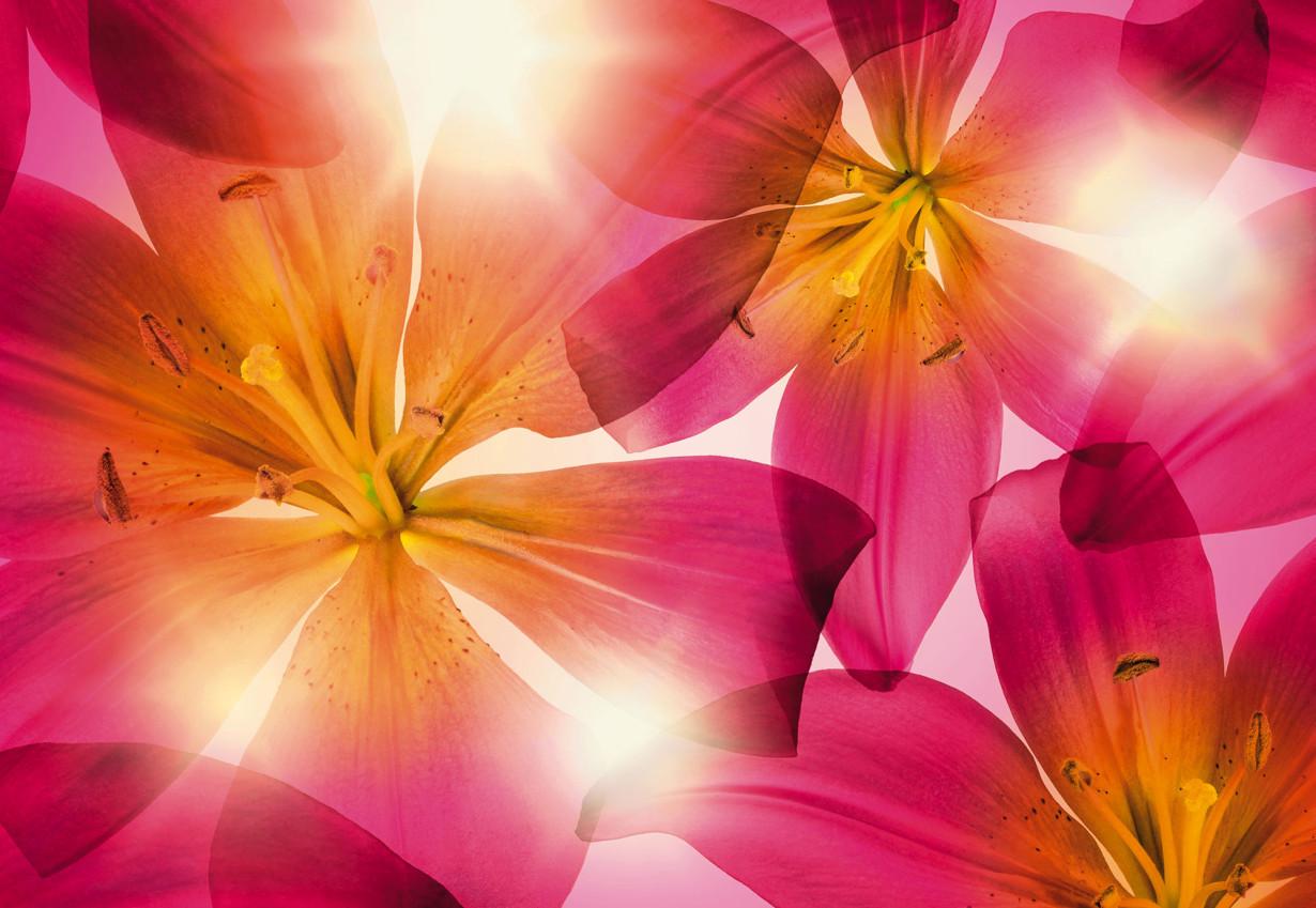 Обои Панно Komar Summer Sun бумажные моющие 368х254 см (8-928) Обои Панно Komar Summer Sun бумажные моющие 368х254 см (8-928)