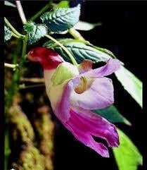 Бальзамин-попугай Impatiens psittacina семена 5 шт. - фото 3 Бальзамин-попугай Impatiens psittacina семена 5 шт. - фото 3