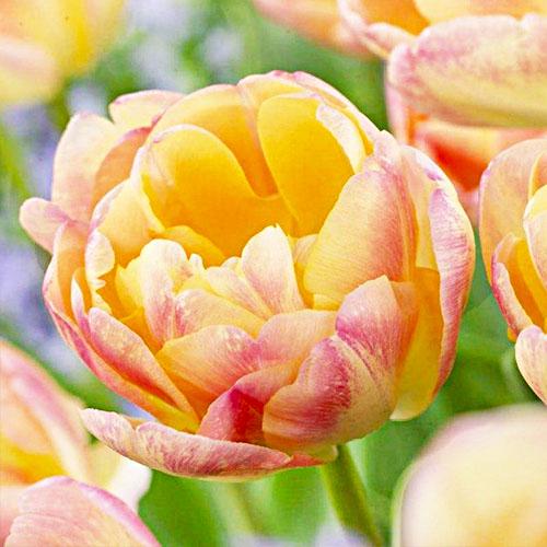 Тюльпан Florium Creme Upstar (10122)