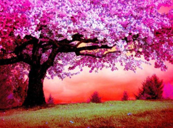 Картина по номерам Josef Otten Пейзаж Цветущее дерево 40х50 см в термопакете (6008OTG_O-mt)