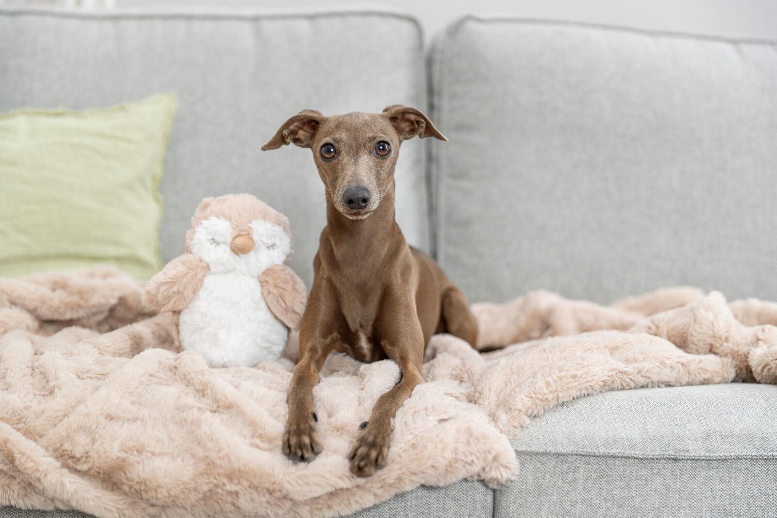 Игрушка для собак Trixie Сова 18 см - фото 2