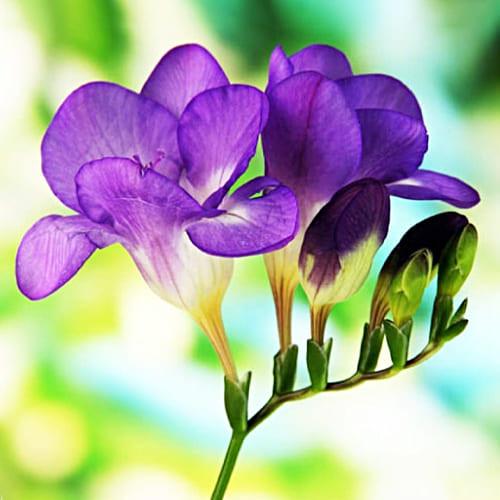 Фрезія проста Dobrodar Purple 3 шт. Пурпурний (38292488)