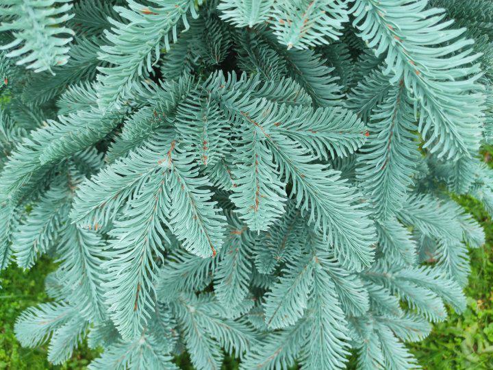 Елка искусственная литая Канадская голубая пышная 180 см с подставкой в коробке (26313393) - фото 2 Елка искусственная литая Канадская голубая пышная 180 см с подставкой в коробке (26313393) - фото 2