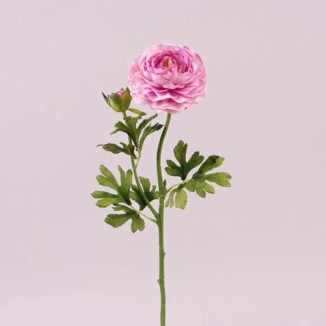 Цветок Ранункулюс Flora Фиолетовый (72797)