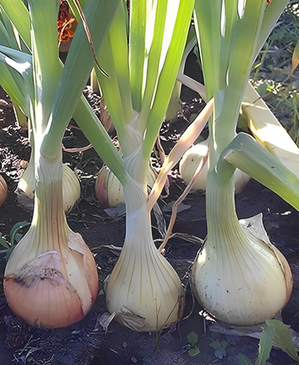 Насіння Цибуля Florium Ексибішен Салатовий (4910)