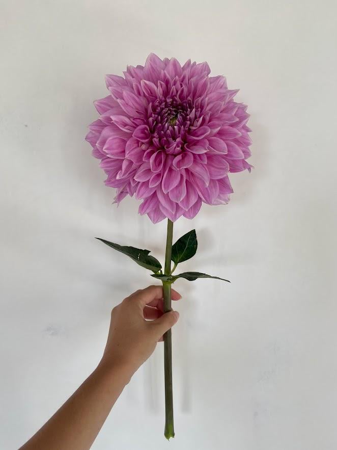 Георгина для среза Лавандер Перфекшн Lavander Perfektion