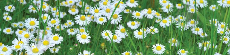 Наклейки кухонный фартук  Zatarga  "Летние ромашки в траве" 600х3000 мм Зеленый (Z180258/2)