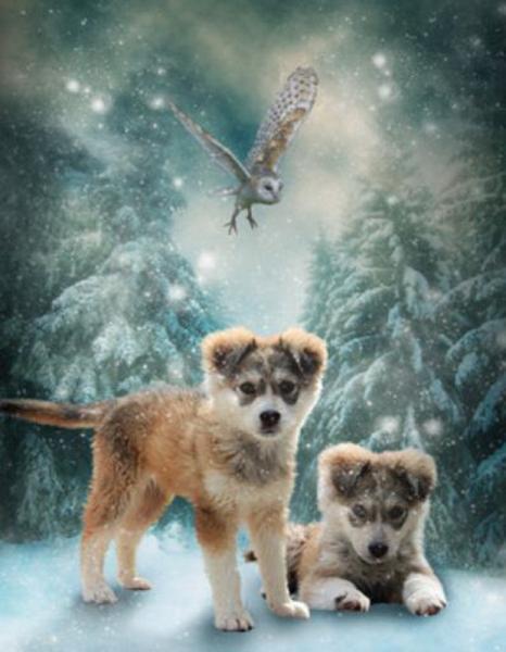 Картина по номерам Josef Otten Животные Щенки в лесу 40х50 см в термопакете (5695Y_O-mt) Картина по номерам Josef Otten Животные Щенки в лесу 40х50 см в термопакете (5695Y_O-mt)