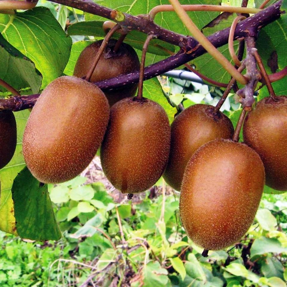 Саженец киви Крамер самоопыляющийся морозостойкий (1212695435) - фото 3