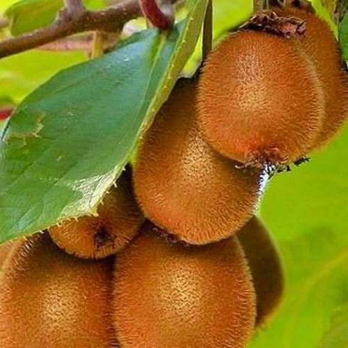 Сажанец Киви самоопыляющийся коричневый с мякотью зеленого цвета Блаженство Bliss премиальный морозостойкий сорт (47869)