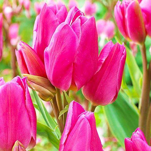 Тюльпан Florium Happy Family (5726) Тюльпан Florium Happy Family (5726)