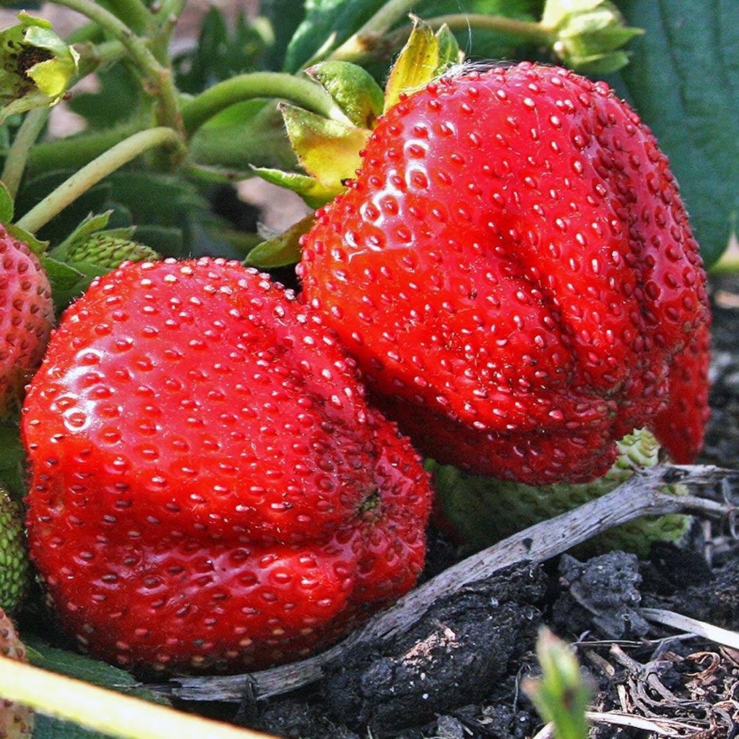 Саженец клубники Cebot поздняя (1728865057)