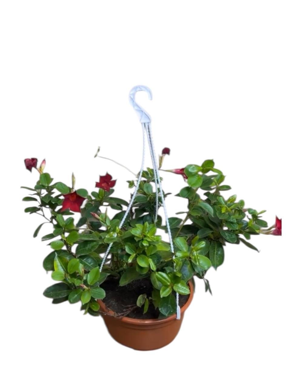 Диплодения (31216871)