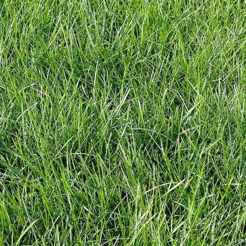 Газонна трава GrassNature Українська Польова швидкий зелений газон з райграсу 1 кг (3222111491)