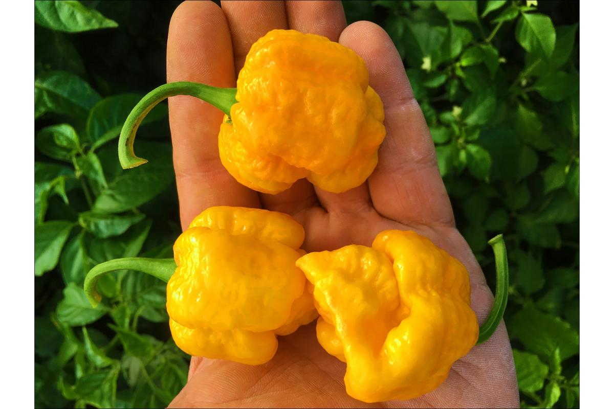 Насіння Перець гострий 7 Pot yellow 10 шт. жовтий суперхот - фото 2 Насіння Перець гострий 7 Pot yellow 10 шт. жовтий суперхот - фото 2