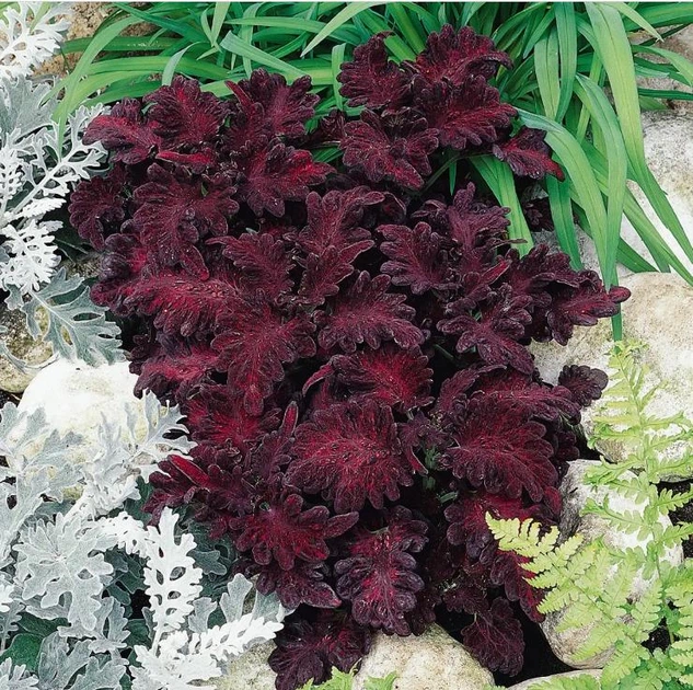 Семена цветов Колеус Gl Seeds Черный Дракон 10 шт. (GL-1144)