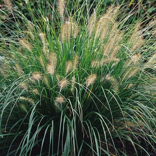 Саджанець Пеннісетум лісохвостий Moudry вазон С2 (176620)