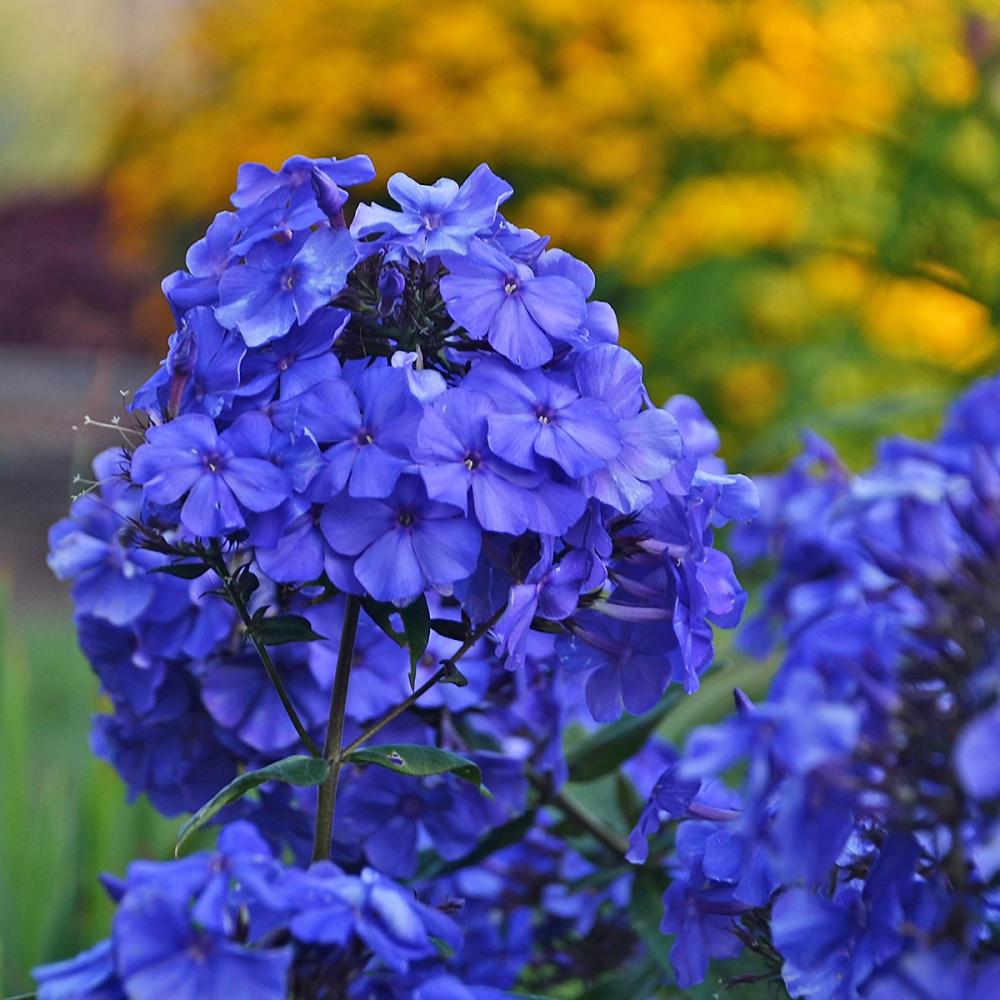 Флокс Dobrodar Blue Paradise 3 шт. (38280365)
