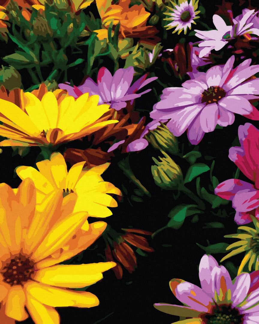 Картина по номерам Brushme Яркие хризантемы 40x50 см (GX36662)