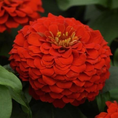 Семена цветов PanAmerican Циния Zesty F1 45-60 см Ø 8-13 см 25 шт. Scarlet (BN10112-3)