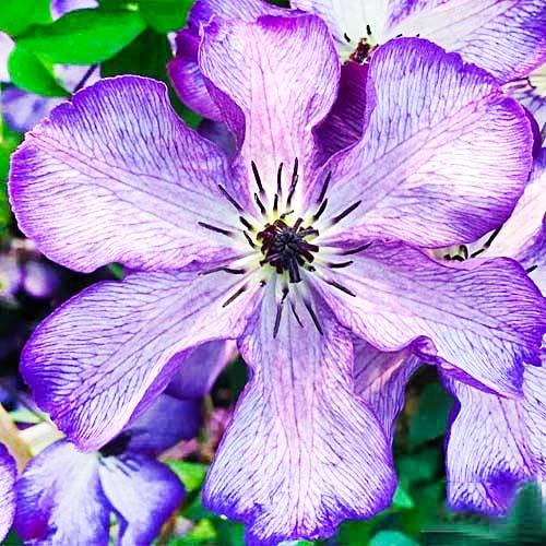 Клематис Super Nova Florium - фото 2