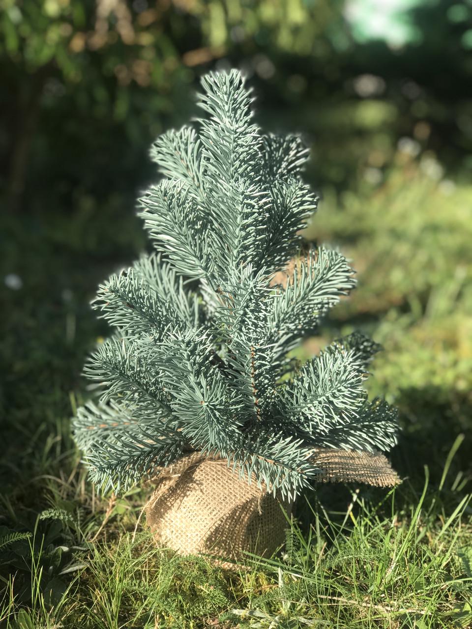 Штучна ялинка лита HVOYA SGH Premium в мішковині 35 см Блакитний (1942962208) - фото 2 Штучна ялинка лита HVOYA SGH Premium в мішковині 35 см Блакитний (1942962208) - фото 2