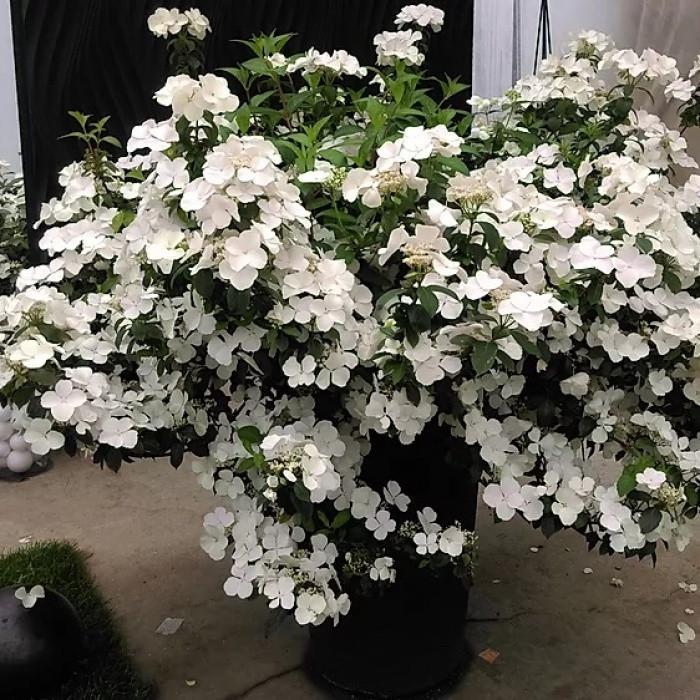 Гортензия ампельная Невеста Беглеца С2 (2669489583)
