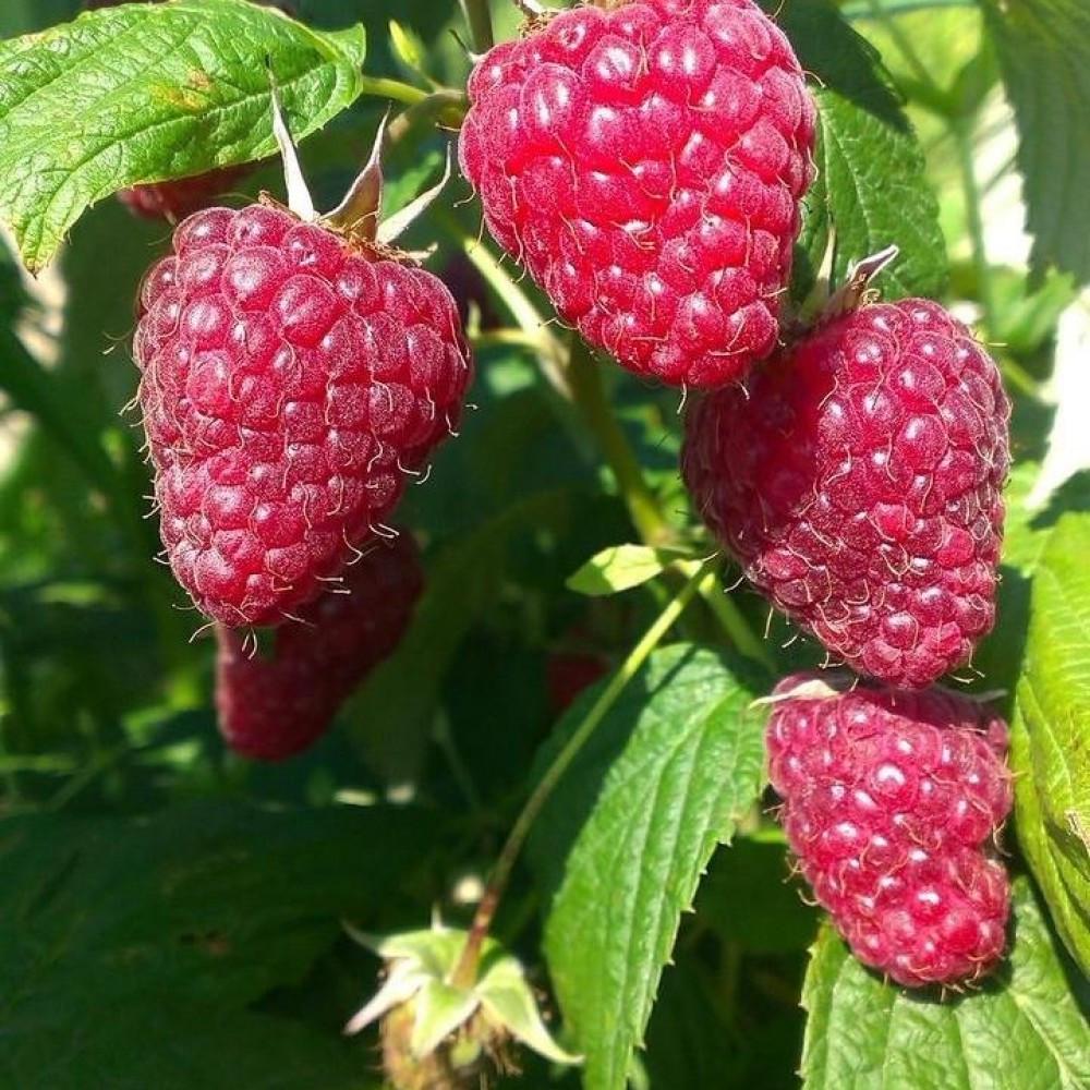 Саженец малины ремонтантной (661942785)