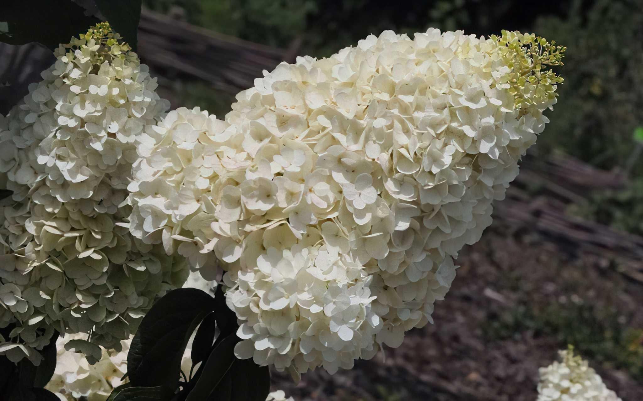 Гортензия метельчатая Строуберри Блоссом Strawberry Blossom 5 шт. (38286417)