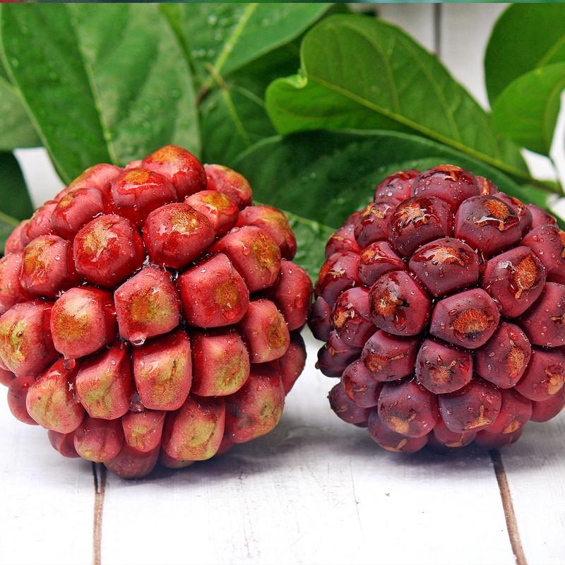 Насіння Кадсура Кокцинія Kadsura Coccinea Чорний тигр 3 шт.