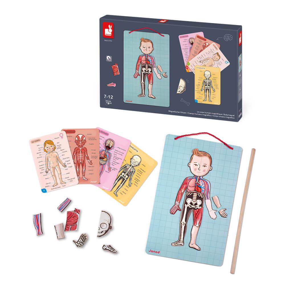 Игровой магнитный набор Janod Тело человека (J05491) - фото 2 Игровой магнитный набор Janod Тело человека (J05491) - фото 2