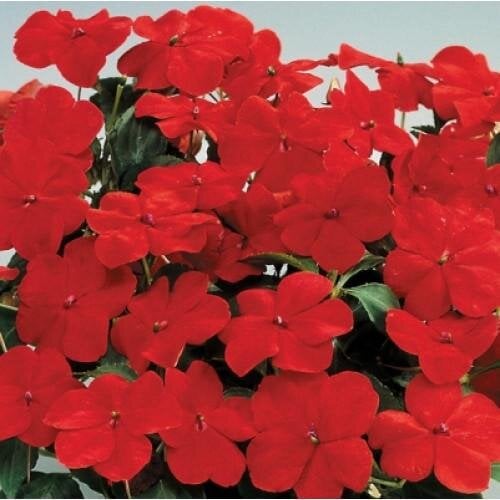 Семена цветов Бальзамин Balance Red Hem Genetics 1000 шт. (BN09304)