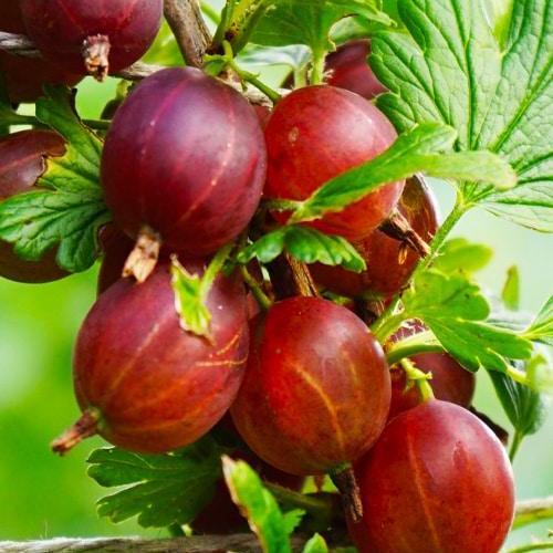 Саженец крыжовник малошипный Сенатор (101844) Саженец крыжовник малошипный Сенатор (101844)