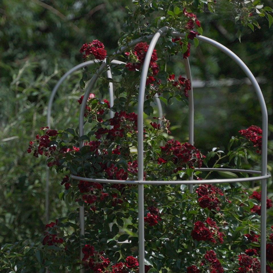 Опора для растений арочно-кольцевая на четыре кольца 1850х500х500 мм (АКО-D13/D8-1850*500/4) - фото 8