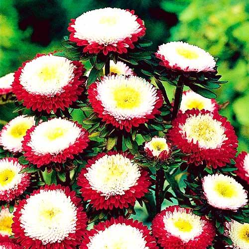 Семена Астра Florium Принцесса Кирквелл (13344) Семена Астра Florium Принцесса Кирквелл (13344)