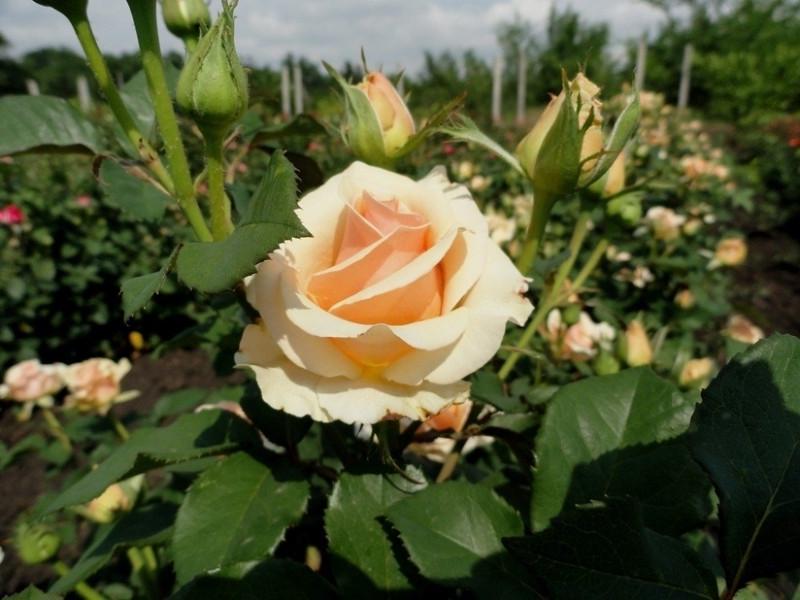 Роза Prima Donna Чайно-гибридная в контейнере (2669460473) - фото 7