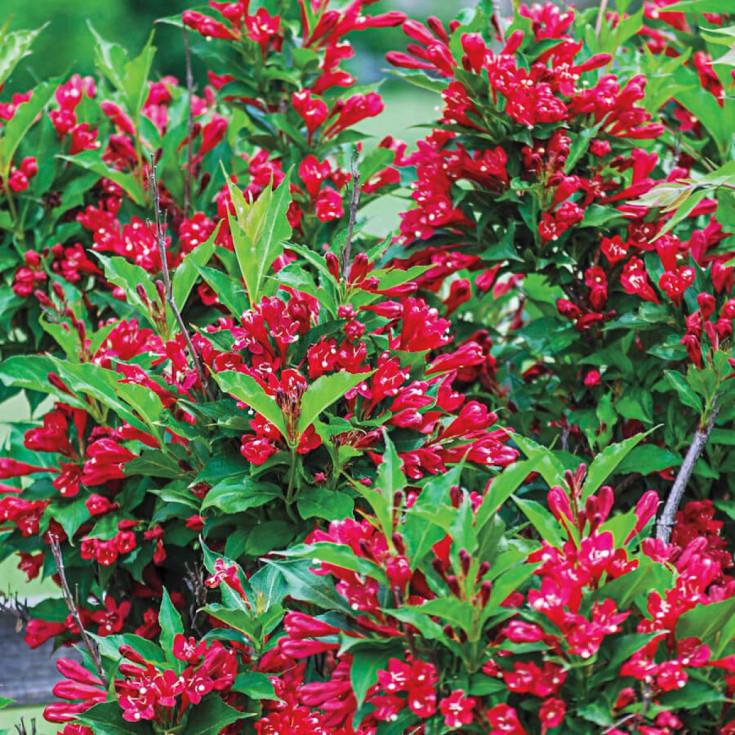 Саженец вейгелы гибридной Weigela hybrida Red Prince Р9 (1646434232) - фото 2 Саженец вейгелы гибридной Weigela hybrida Red Prince Р9 (1646434232) - фото 2