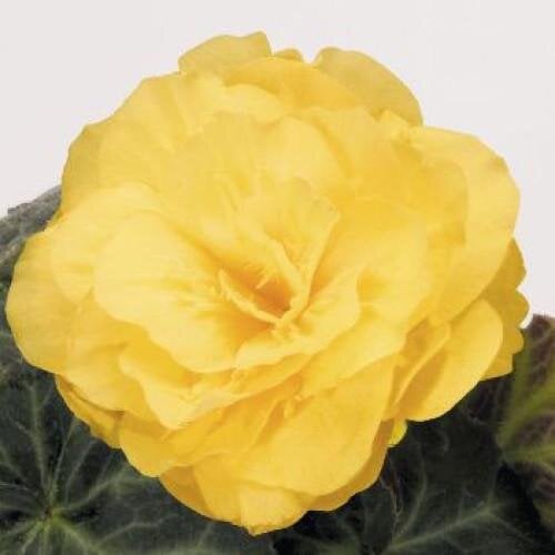 Семена цветов Бегония клубневая Nonstop Mocca Yellow Benary 10 шт. (BN00318-4)