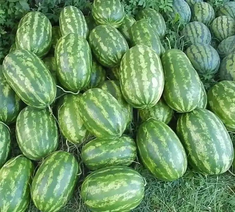 Насіння Кавун Syngenta FARAO F1 1 000 шт. (2289446298.5)