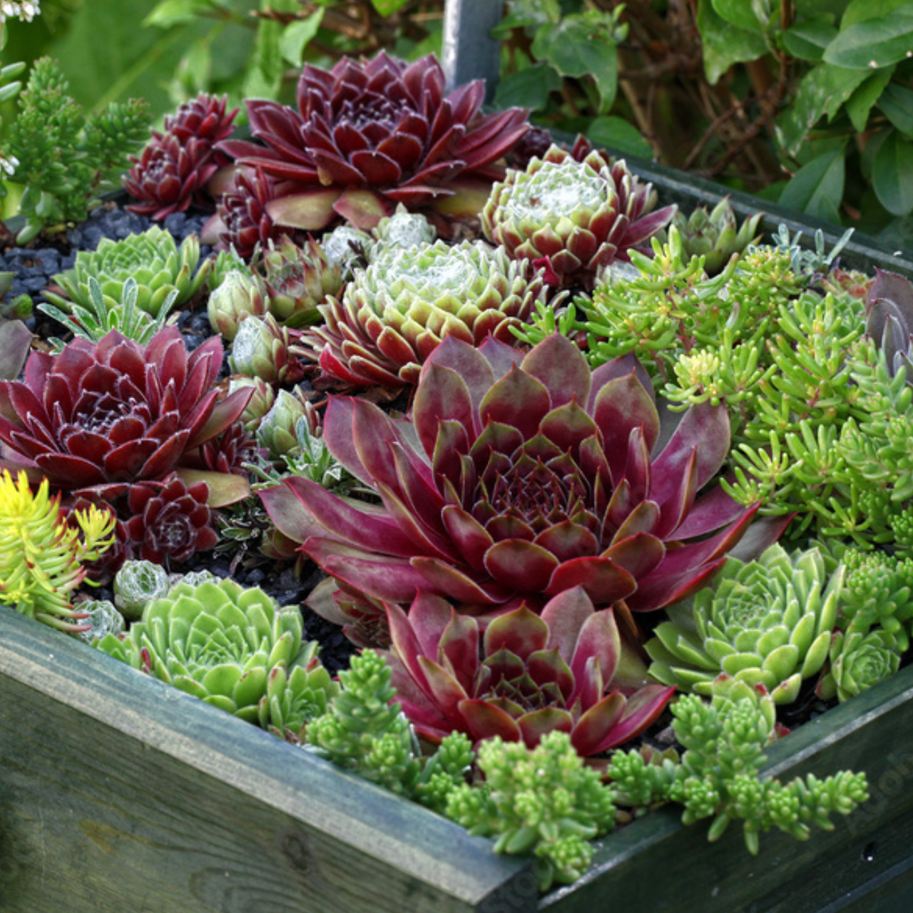 Роза каменная Молодило Sempervivum в ассортименте (2553580205) - фото 2 Роза каменная Молодило Sempervivum в ассортименте (2553580205) - фото 2