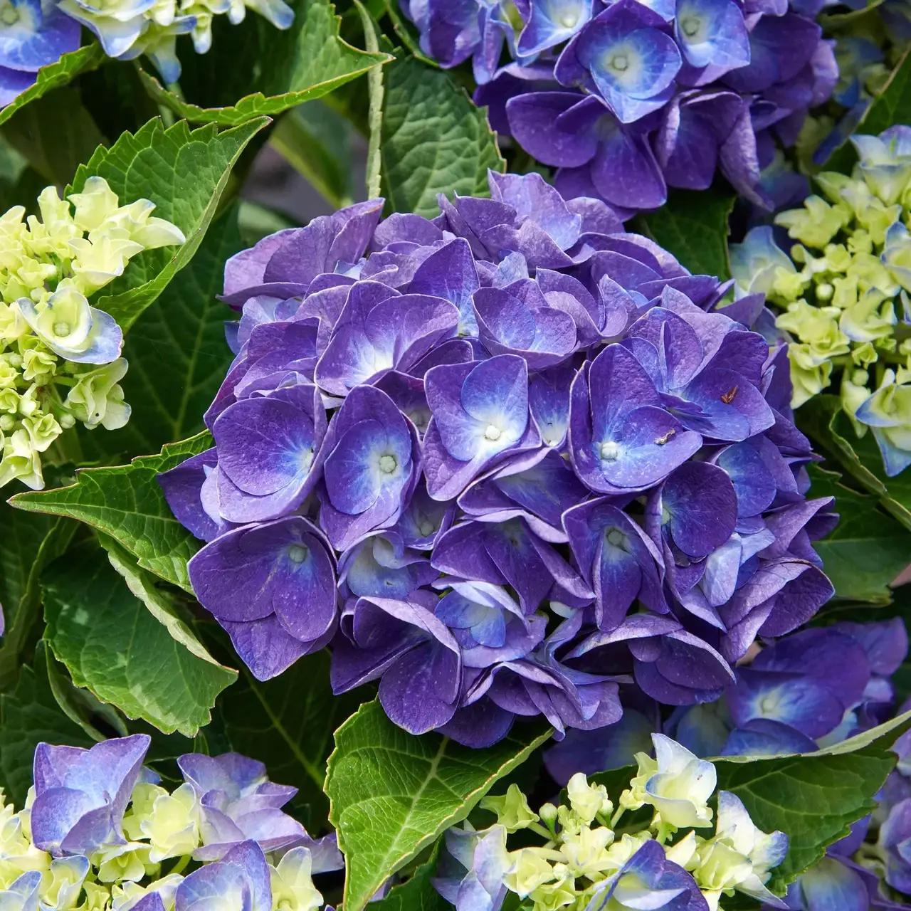 Гортензия крупнолистая Джип Блу Jip Blue 1 шт. (38295920)