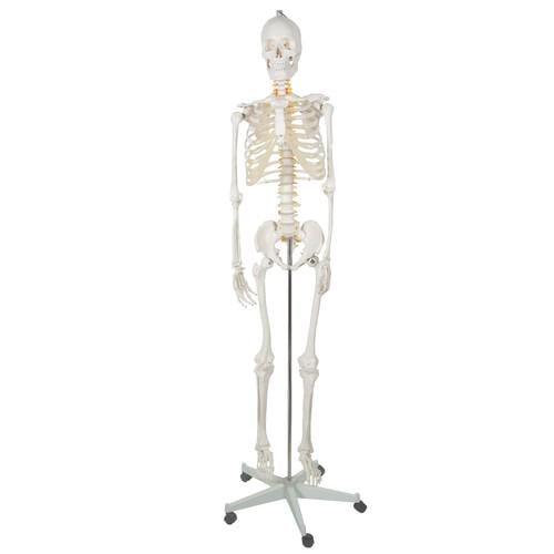 Модель скелета человека Malatec анатомическая 180 см (22583)