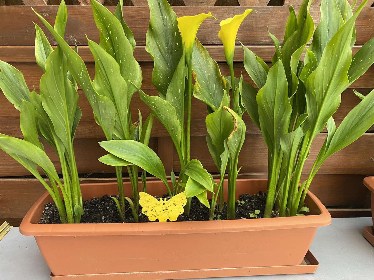 Пастка липка еко для комах Метелик двостороння (1690226444) - фото 7 Пастка липка еко для комах Метелик двостороння (1690226444) - фото 7