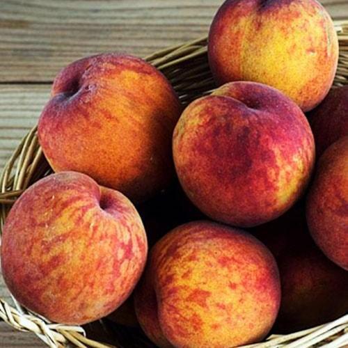 Сажанец Персик Эрли Крест летний сорт очень ранний срок созревания (25788)