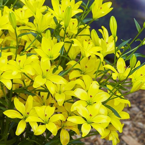 Лілія Florium Yellow Cocotte (4526) - фото 2 Лілія Florium Yellow Cocotte (4526) - фото 2