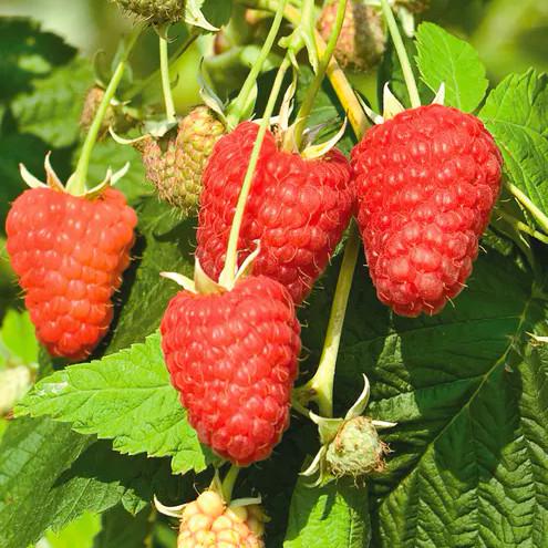 Саженец летней малины средняя (1210706812)