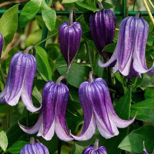 Клематис Fascination Florium