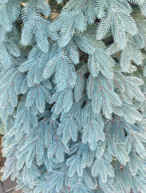 Ялинка штучна лита Швейцарська блакитна пишна 230 см з підставкою в коробці (26313381) - фото 4